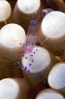 Анемонові креветки, що сидять на хості — стокове фото
