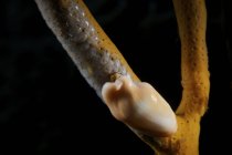 Escargot de langue flamant pondant des œufs — Photo de stock