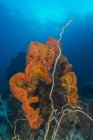 Esponja de laranja com coral chicote cinza — Fotografia de Stock