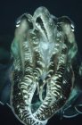 Tentáculos de sepia en Indonesia - foto de stock