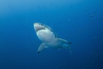 Большая белая акула возле острова Гуадалупе — стоковое фото