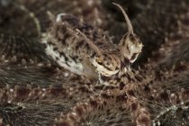 Mimic octopus closeup shot — Stock Photo