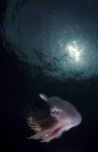 Medusas rosadas y peces plateados - foto de stock