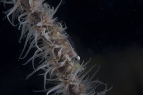 Frusta corallo pesce capra — Foto stock