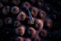 Sharknose goby en coral duro - foto de stock
