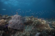 Estudar peixes e corais anthias — Fotografia de Stock