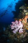 Troupeau de poissons sur le paysage marin corallien mou — Photo de stock