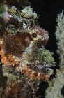 Bearded scorpionfish in Indonesia — Stock Photo
