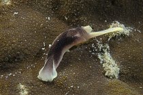 Складчатый морской слизняк — стоковое фото