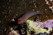 Pesce rossiccio blenny — Foto stock