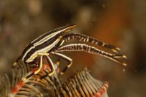 Squat lobster on striped crinoid — Stock Photo