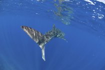 Walhaischwanz in Oberflächennähe — Stockfoto