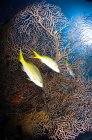 Pargos de cola amarilla y abanico marino - foto de stock
