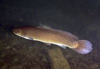 Bowfin swimming in murky freshwater — Stock Photo