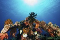 Pesci farfalla lacrimogeni che nuotano negli archi di corallo — Foto stock