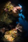 Buceador nadando sobre el arrecife de coral - foto de stock