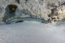 Anguila americana merodeando por el borde - foto de stock