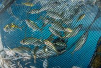 Rete da pesca con pesce all'interno — Foto stock