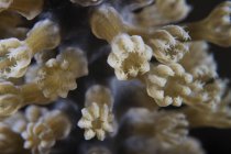 Alimentation des petits polypes — Photo de stock