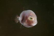 Tiny juvenile filefish with green eye — Stock Photo