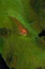 Риба Гобі на зеленому коралі — стокове фото