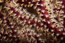 М'які коралові поліпи — стокове фото