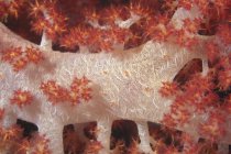 Красное дерево кораллы на рифе — стоковое фото