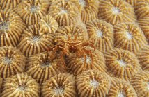 Winzige Krabbe auf orangefarbener Feuerkoralle — Stockfoto