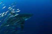 Großer weißer Hai mit Köderfischen — Stockfoto