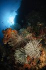 Seascape of crinoids on reef — Stock Photo