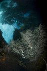 Coral bushes in dark water — Stock Photo