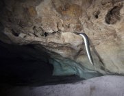 American Eel deslizando para fora do buraco — Fotografia de Stock
