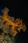 Coral suave en arrecife oscuro - foto de stock