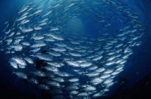 Circling school of jacks in blue water — Stock Photo