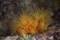 Amarelo Tubastrea coral alimentação à noite — Fotografia de Stock