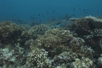 Кораллы, покрывающие риф в заливе Бека — стоковое фото