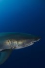Grande tubarão branco macho — Fotografia de Stock