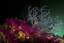 Coraux mous dans l'eau sombre — Photo de stock