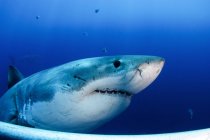 Grande tubarão branco perto da ilha de Guadalupe — Fotografia de Stock