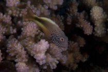 Ausgeflippter Falkenfisch auf Akropora-Korallen — Stockfoto