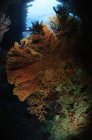 Abanicos de mar reefscape - foto de stock