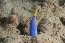 Nastro blu anguilla con bocca aperta — Foto stock