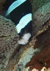 Pesce anemone che si prende cura delle uova — Foto stock