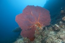 Grande ventilatore rosso del mare della gorgonia — Foto stock