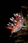 Flabellina exoptata морський слизький нудибранч — стокове фото