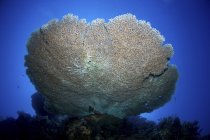 Grande coral do staghorn — Fotografia de Stock