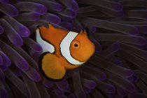 Anemonenfische — Stockfoto