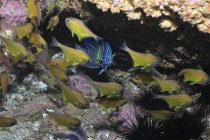 Angelfish and cardinalfish under rocky ledge — Stock Photo