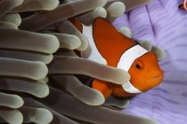 Pesce pagliaccio nascosto nell'anemone — Foto stock