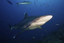 Серебристая акула, плавающая с приманкой — стоковое фото